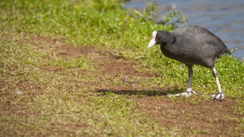 A black waterbird with a white beak and face shield walking on grass next to a pond.