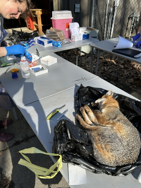 Researchers prepare a fox on a necropsy table 