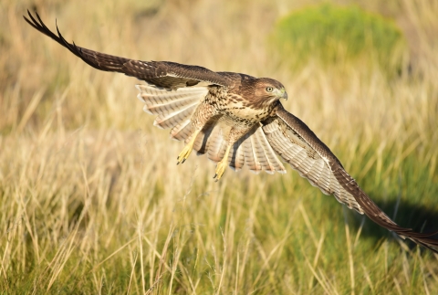 Juvenile red-tailed hawk with wings spread wide open
