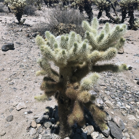 a fluffy-looking cactus is found in a grove of other similar cactus 