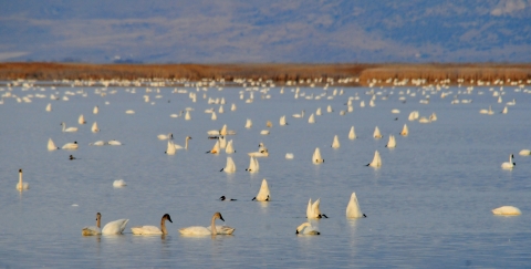 Hundreds of tundra swans float in a wetland.