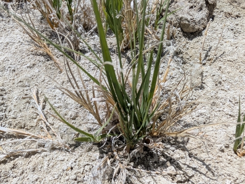 A butterfly egg on a blade of grass