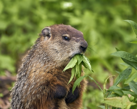 Close up of a groundhog standing on hind legs carrying green plant leaves in its mouth.
