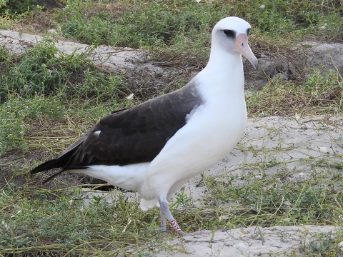 albatross on ground
