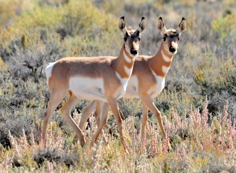 Two pronghorn fawns stand next to each other amid sagebrush. 