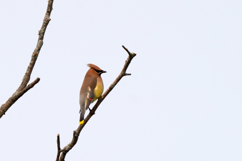 a cedar waxwing perched in a leafless tree