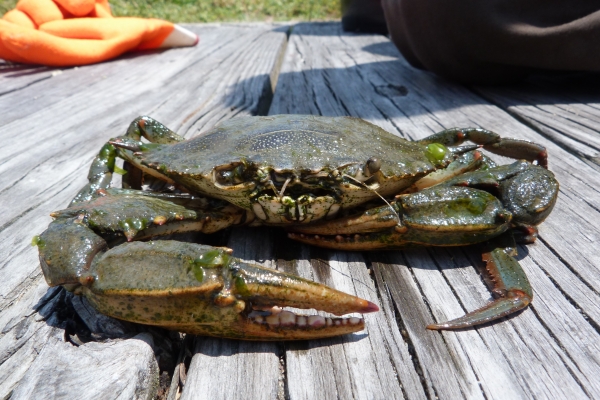 Close up view of a blue crab