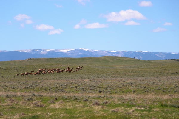 A heard of elk crosses a grassland with distant mountains in the background.