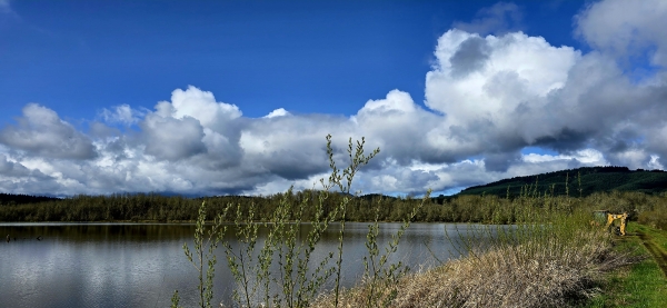 Marsh habitat on a semi cloudy day