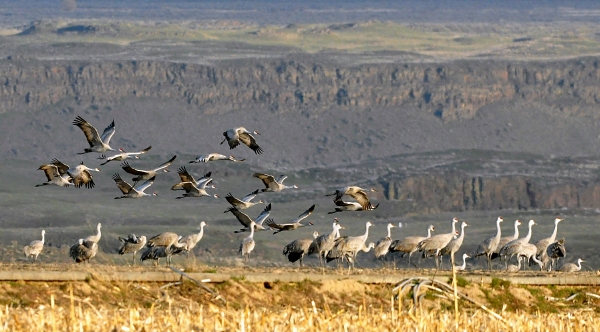 Sandhill Cranes In Corn Field