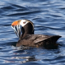 a black bird with white face and big orange beak with lots of skinny fish in its mouth