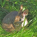 New England Cottontail in clearing