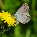 A picture of a Karner Blue Butterfly, a small blue-gray butterfly sitting on a yellow flower