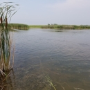 Lake Nettie Wetland