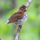 a brown bird with a white, spotted belly perched with its mouth open