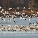 Snow Geese