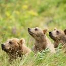 Three bears in tall grass