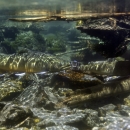 Bull trout underwater