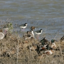 A flock of 20 birds of varying species stand at the edge of the water surrounded by brown vegetation