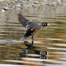 A Colorful Harlequin Duck Landing on a Calm Sea