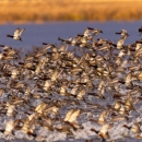 A large flock of ducks take off from the marsh.