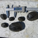 Six Fat threeridge mussels and a caliper to measure them on a table.