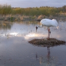 Adult Whooping Crane standing on a nest over an egg surrounded by water