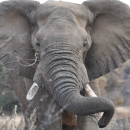 Close-up frontal image of African savanna elephant in its natural habitat