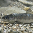 Salmon Parr