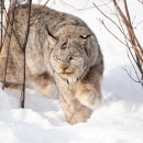 a lynx walks warily through the snow between willow shrubs