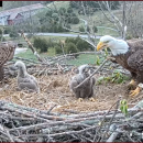 large nest with 2 adult eagles with 2 baby eaglets