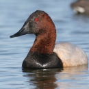 A male canvasback duck swimming.