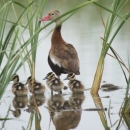 An adult black-bellied whistling duck stands in the water with four chicks.