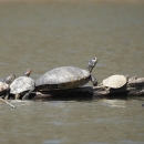 Three red-eared sliders and a river cooter basking on a log in a pond. The river cooter is the largest turtle in the middle, and the red-eared sliders are to its left and right.