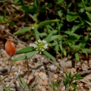A small cluster flower made up of multiple smaller modified leaves that look like smaller flowerets, shown in the center with three elongated green leaves radiate away from the flower. Other vegetation rocks are visible in the background.