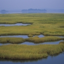 water and marsh vegetation weave together throughout a wetland