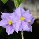 a cluster of purple flowers