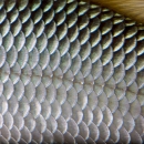 shiny silver scales up close