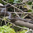 a snake with mottled brown scales moves slowly on the branch of a tree