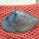Freshwater mussel with a prominant spine at the top of its shell sits on a red net