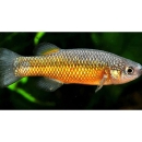 Small gold-orange colored fish in water