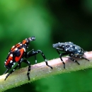 spotted lantern fly instars.jpg | FWS.gov