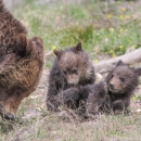 Grizzly bear sow and two cubs
