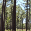 A dense stand of dozens of tall, slender longleaf pine trees