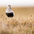 A small bird with a black belly and long downcurved black bill stands in the grassy tundra