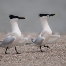Sandwich terns strutting on a gravelly seashore