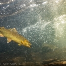 A close-up underwater shot of an Apache trout swimming