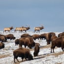 Bison and elk graze on a snow-patched field of grass