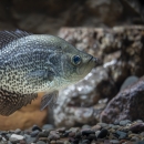 A bluish-green fish with brown gills swims above a bed of rocks