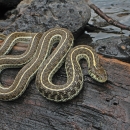 a brown snake with yellow stripes rests on a log